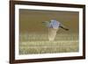 Great White Egret in Flight over Water Meadow-null-Framed Photographic Print