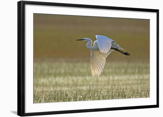 Great White Egret in Flight over Water Meadow-null-Framed Photographic Print