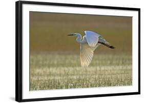 Great White Egret in Flight over Water Meadow-null-Framed Photographic Print