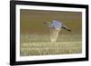 Great White Egret in Flight over Water Meadow-null-Framed Photographic Print