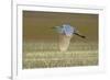 Great White Egret in Flight over Water Meadow-null-Framed Photographic Print