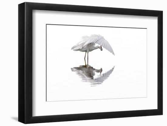Great white egret preening feathers, France-Philippe Clement-Framed Photographic Print
