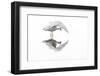 Great white egret preening feathers, France-Philippe Clement-Framed Photographic Print