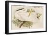 Great White Egret-John Gould-Framed Art Print