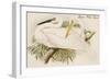 Great White Egret-John Gould-Framed Art Print