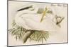 Great White Egret-John Gould-Mounted Art Print