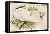 Great White Egret-John Gould-Framed Stretched Canvas