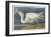 Great White Heron, 1835-John James Audubon-Framed Premium Giclee Print