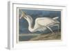 Great White Heron, 1835-John James Audubon-Framed Premium Giclee Print