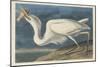 Great White Heron, 1835-John James Audubon-Mounted Premium Giclee Print