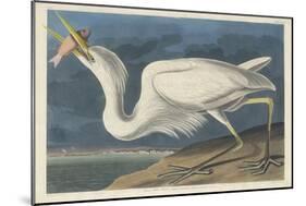 Great White Heron, 1835-John James Audubon-Mounted Premium Giclee Print