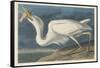 Great White Heron, 1835-John James Audubon-Framed Stretched Canvas