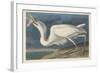 Great White Heron, 1835-John James Audubon-Framed Giclee Print