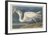 Great White Heron, 1835-John James Audubon-Framed Giclee Print