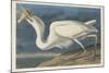 Great White Heron, 1835-John James Audubon-Mounted Giclee Print