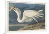 Great White Heron, 1835-John James Audubon-Framed Giclee Print