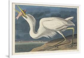 Great White Heron, 1835-John James Audubon-Framed Giclee Print