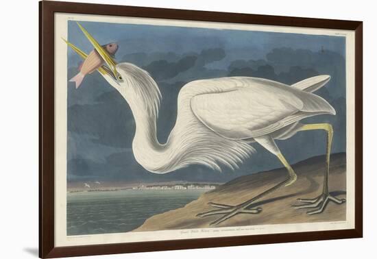 Great White Heron, 1835-John James Audubon-Framed Giclee Print