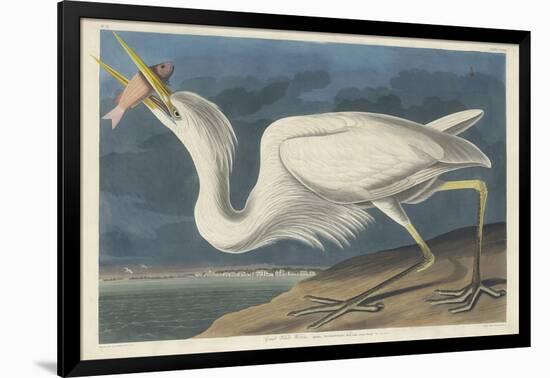 Great White Heron, 1835-John James Audubon-Framed Giclee Print