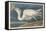 Great White Heron, 1835-John James Audubon-Framed Stretched Canvas