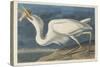 Great White Heron, 1835-John James Audubon-Stretched Canvas