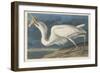 Great White Heron, 1835-John James Audubon-Framed Giclee Print