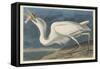 Great White Heron, 1835-John James Audubon-Framed Stretched Canvas