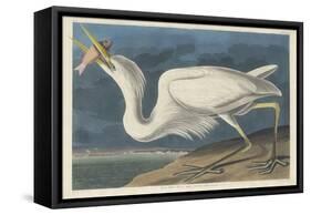 Great White Heron, 1835-John James Audubon-Framed Stretched Canvas