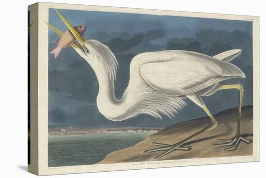 Great White Heron, 1835-John James Audubon-Stretched Canvas