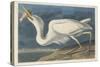 Great White Heron, 1835-John James Audubon-Stretched Canvas