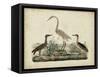 Great White Heron and Night Heron-Friedrich Strack-Framed Stretched Canvas