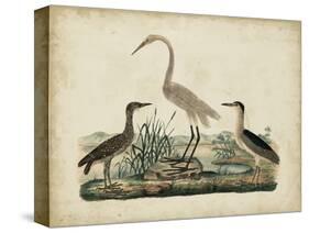 Great White Heron and Night Heron-Friedrich Strack-Stretched Canvas