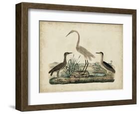 Great White Heron and Night Heron-Friedrich Strack-Framed Art Print