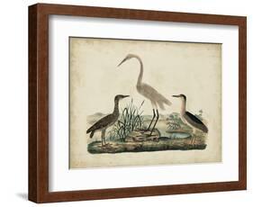 Great White Heron and Night Heron-Friedrich Strack-Framed Art Print