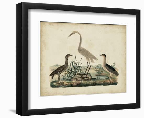 Great White Heron and Night Heron-Friedrich Strack-Framed Art Print