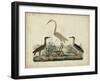 Great White Heron and Night Heron-Friedrich Strack-Framed Art Print