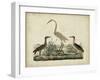 Great White Heron and Night Heron-Friedrich Strack-Framed Art Print