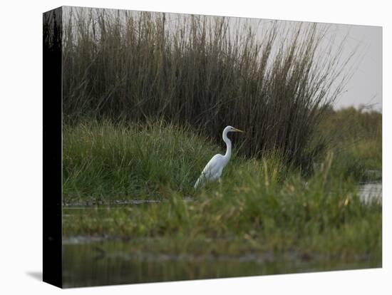Great White Heron (Ardea Alba), Okavango Delta, Ngamiland, Botswana-null-Stretched Canvas