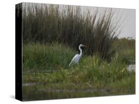 Great White Heron (Ardea Alba), Okavango Delta, Ngamiland, Botswana-null-Stretched Canvas