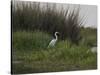 Great White Heron (Ardea Alba), Okavango Delta, Ngamiland, Botswana-null-Stretched Canvas