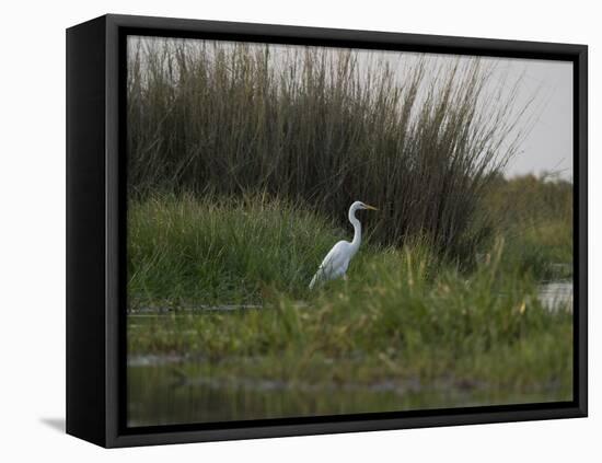 Great White Heron (Ardea Alba), Okavango Delta, Ngamiland, Botswana-null-Framed Stretched Canvas