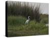 Great White Heron (Ardea Alba), Okavango Delta, Ngamiland, Botswana-null-Stretched Canvas