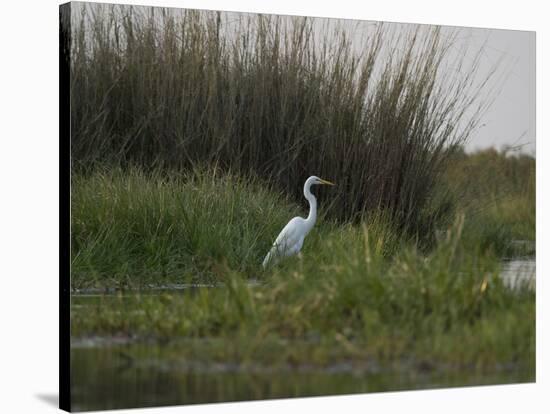 Great White Heron (Ardea Alba), Okavango Delta, Ngamiland, Botswana-null-Stretched Canvas