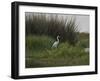 Great White Heron (Ardea Alba), Okavango Delta, Ngamiland, Botswana-null-Framed Premium Photographic Print