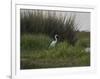 Great White Heron (Ardea Alba), Okavango Delta, Ngamiland, Botswana-null-Framed Photographic Print