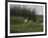 Great White Heron (Ardea Alba), Okavango Delta, Ngamiland, Botswana-null-Framed Photographic Print