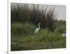 Great White Heron (Ardea Alba), Okavango Delta, Ngamiland, Botswana-null-Framed Photographic Print