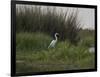 Great White Heron (Ardea Alba), Okavango Delta, Ngamiland, Botswana-null-Framed Photographic Print