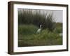 Great White Heron (Ardea Alba), Okavango Delta, Ngamiland, Botswana-null-Framed Photographic Print