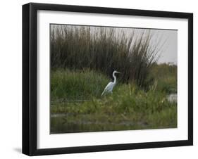 Great White Heron (Ardea Alba), Okavango Delta, Ngamiland, Botswana-null-Framed Photographic Print